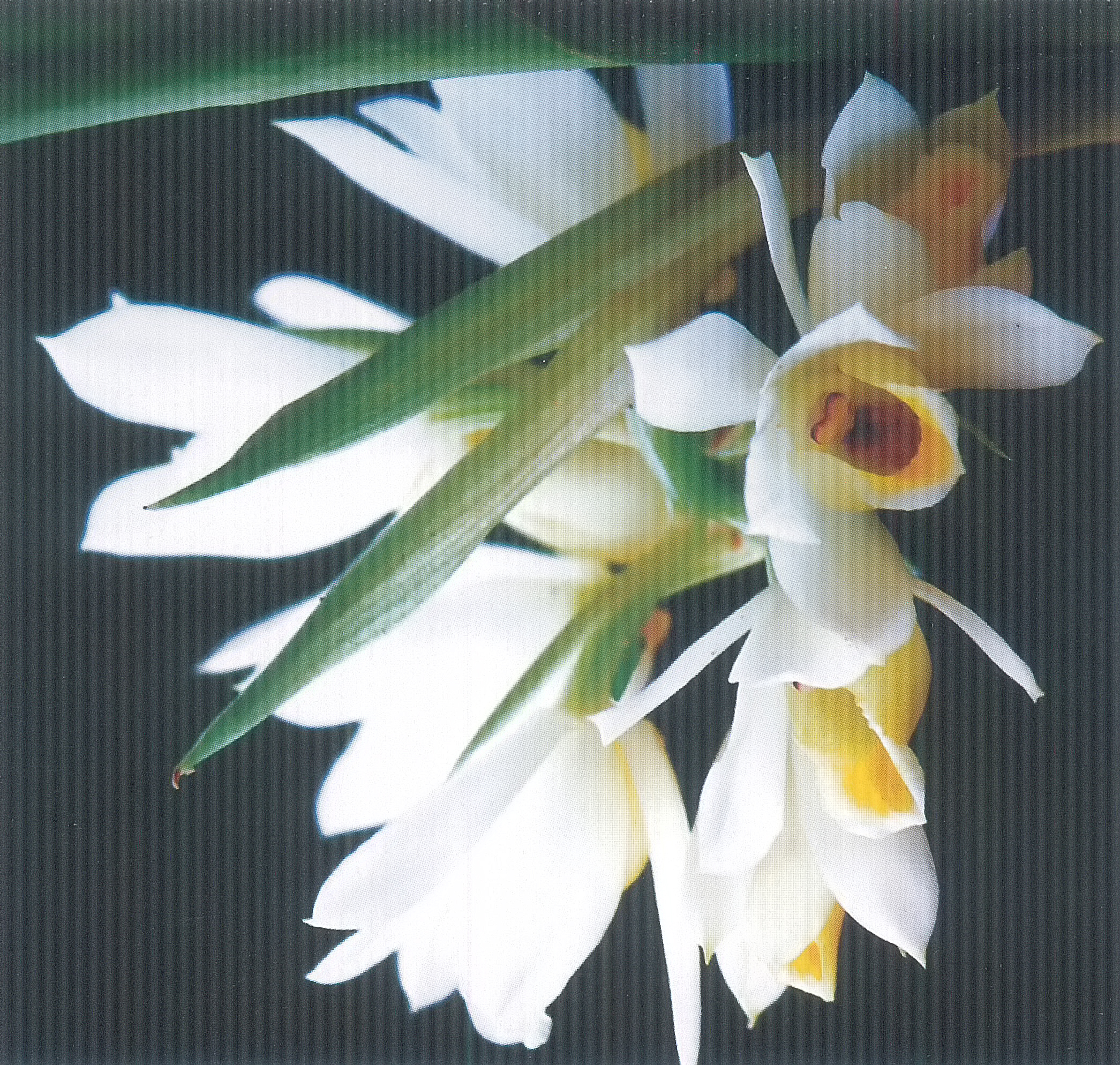 กำปองดิน Geodorum recurvum (Roxb.) Alston<br/>Orchidaceae